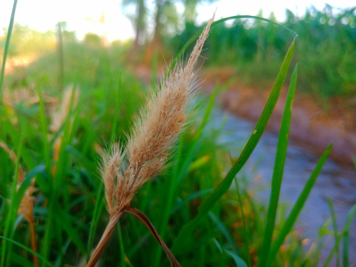 Green Grass