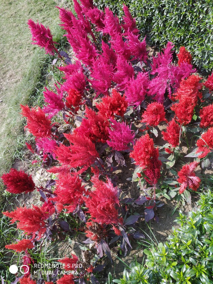 flower
