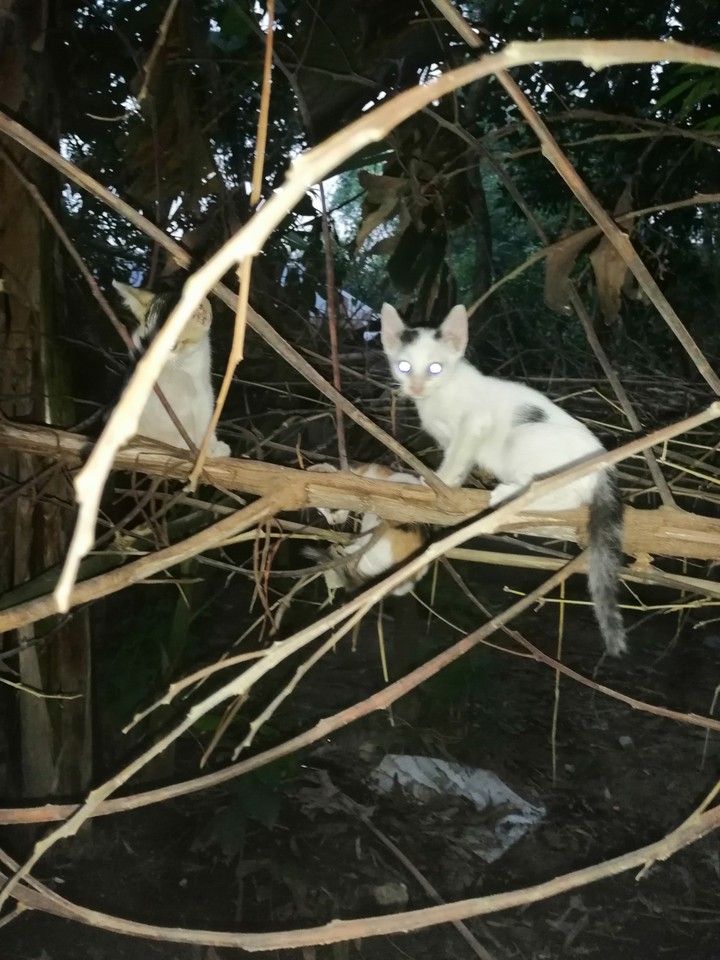 cute  Cat