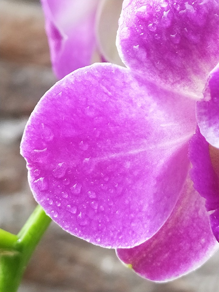 petals