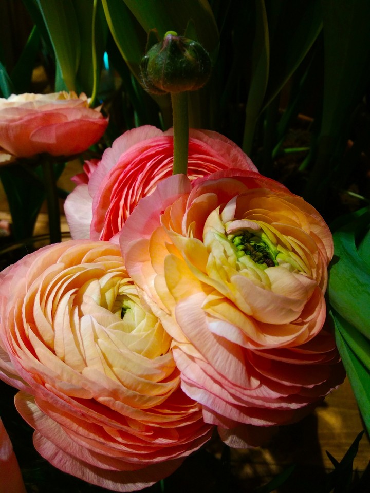 Flowers of Spring