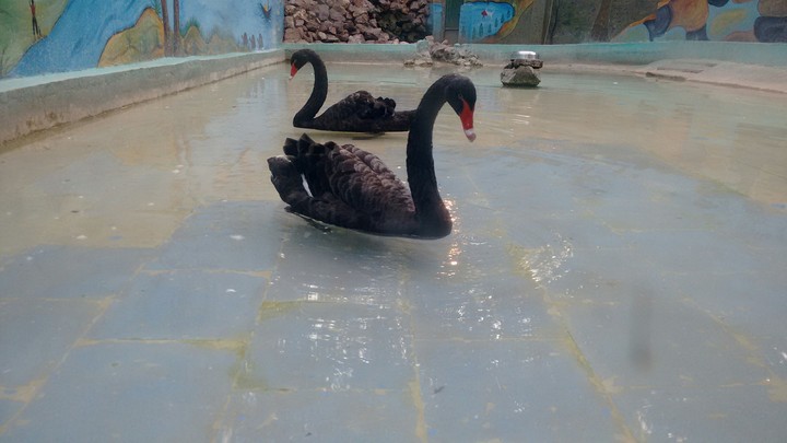 a beautiful  swan