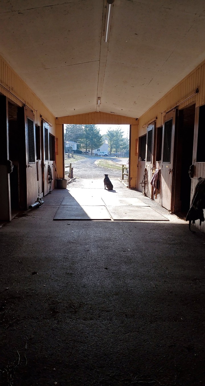 inside Barn with a dog
