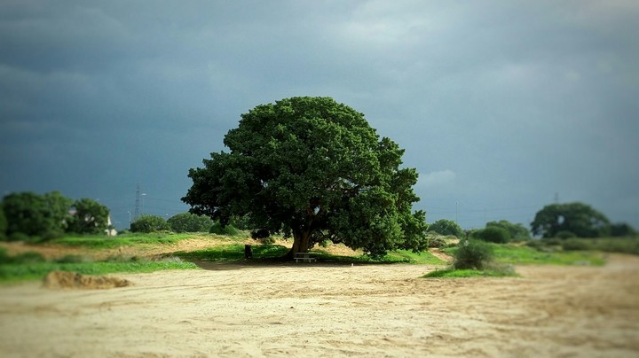 Just a tree