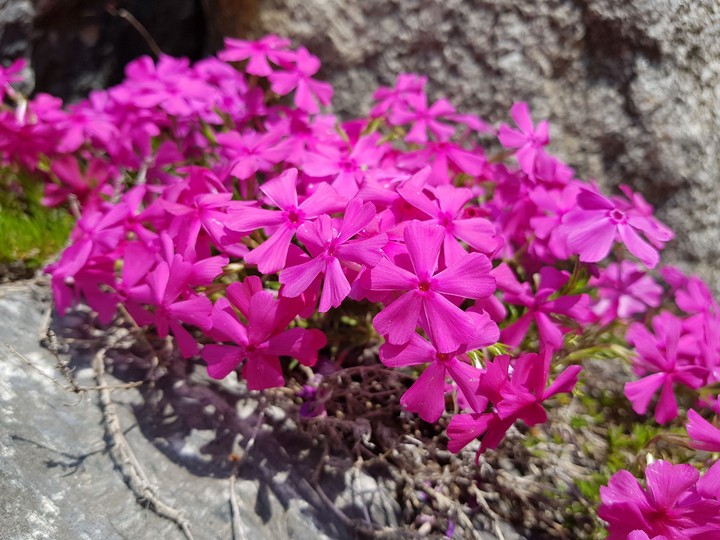 Tiny flowers