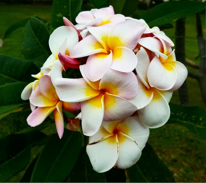 Plumerias