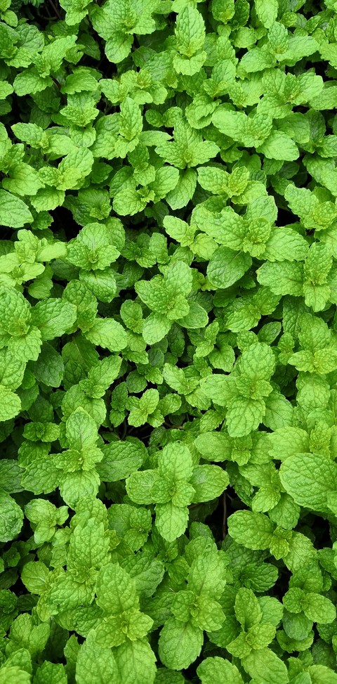 green leaves