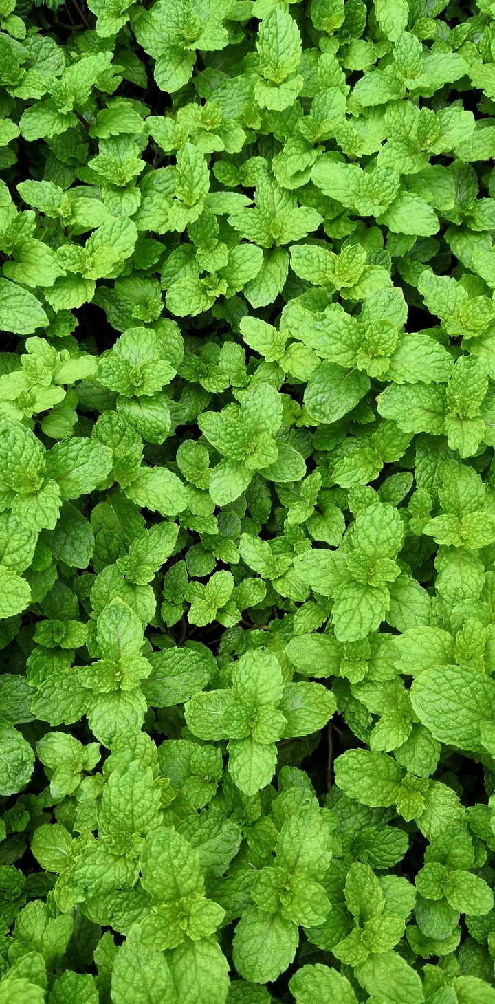 green leaves