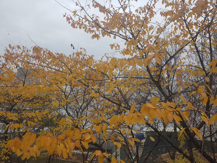 가을빛