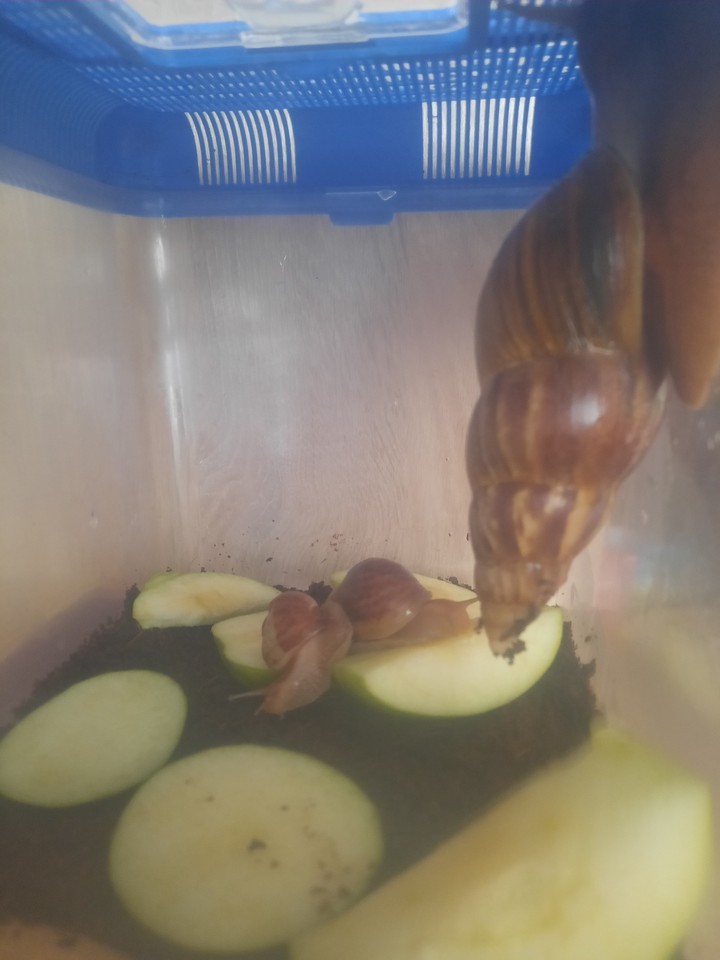 My terrarium with snails ♡