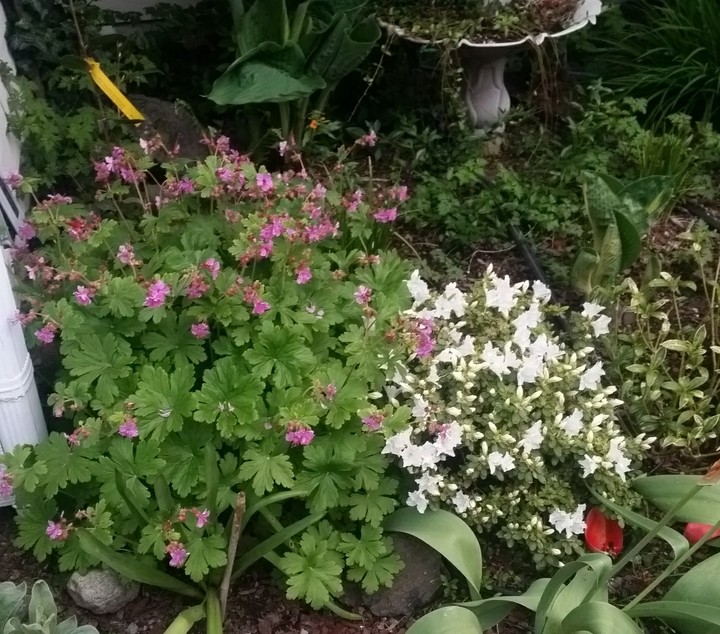 2017 Garden