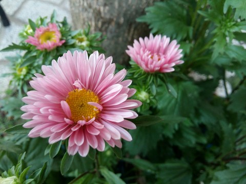 little daisy