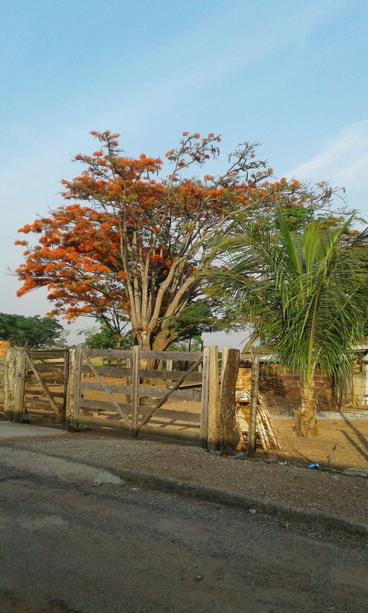 flamboyant 