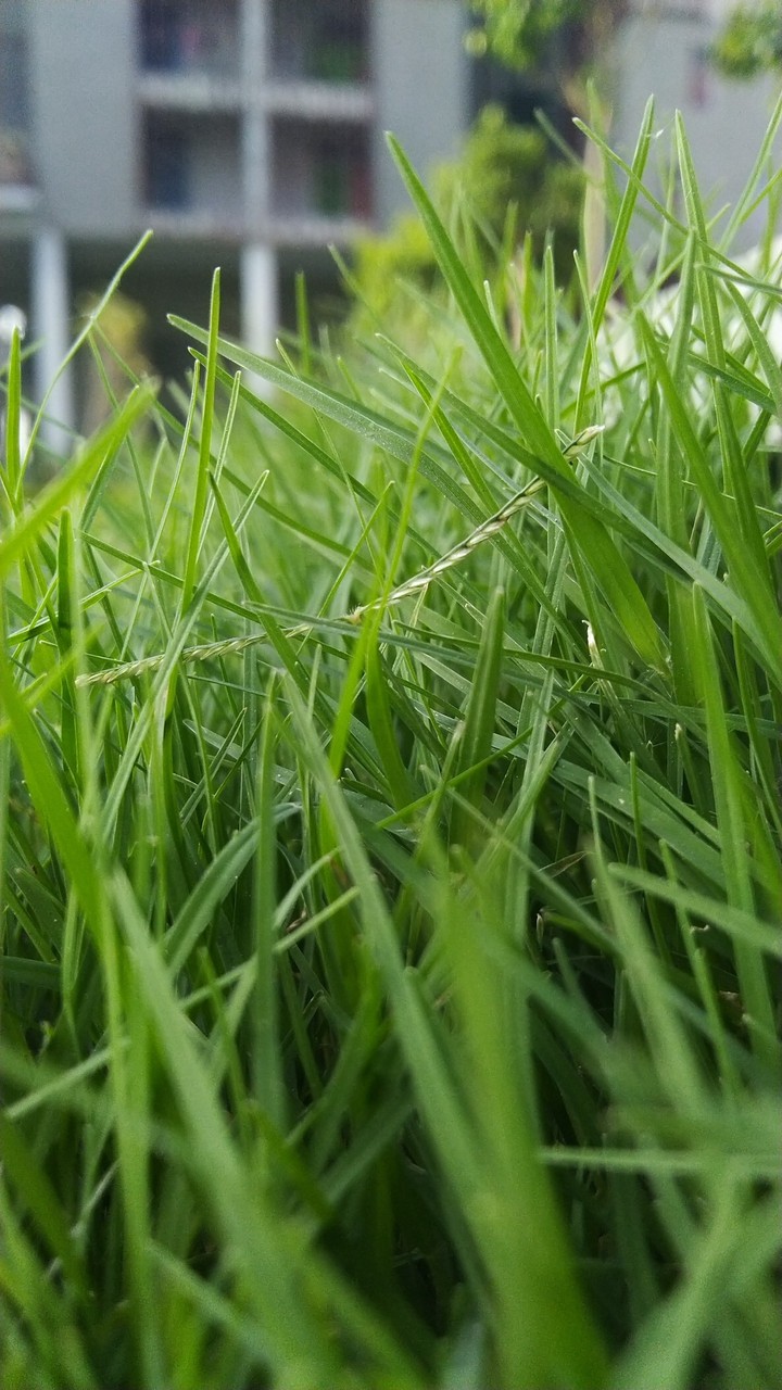 grass