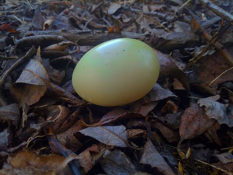 Empty egg