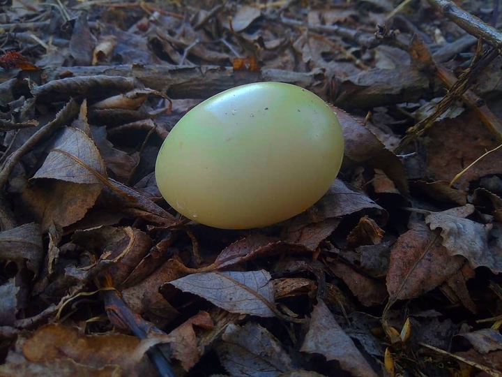Empty egg