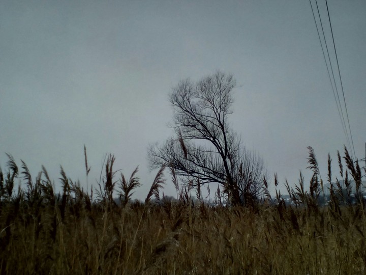 dark tree