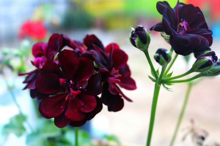 i love flower