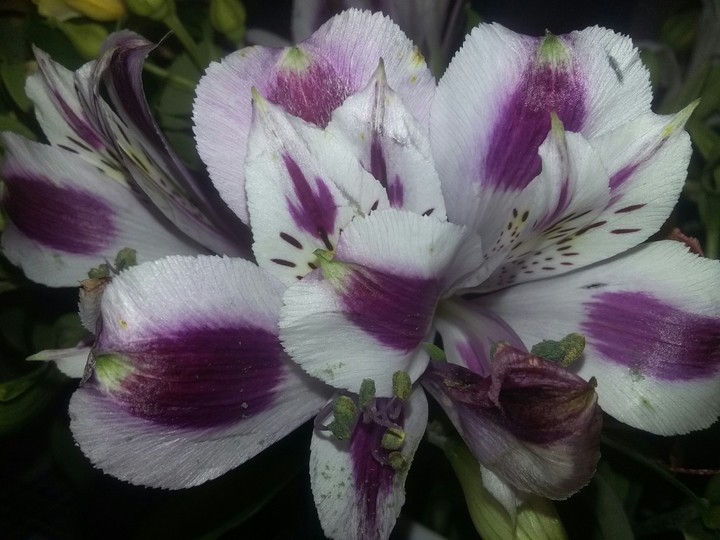 Flower///Fiori///❤❤Floriiii....
