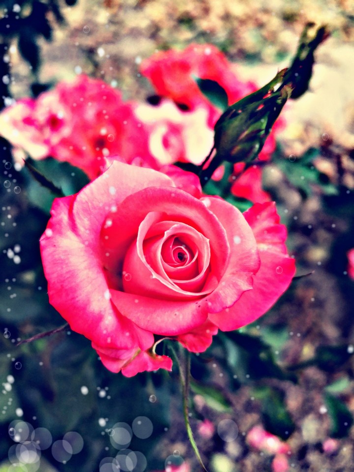 rose
