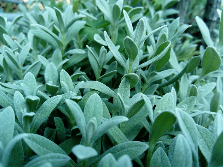 plants