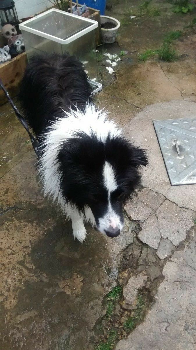 The Border Collie Because There Is No Better Dog
