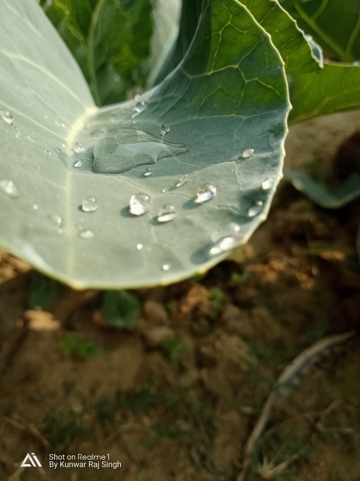 dew