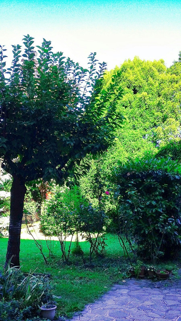 trees