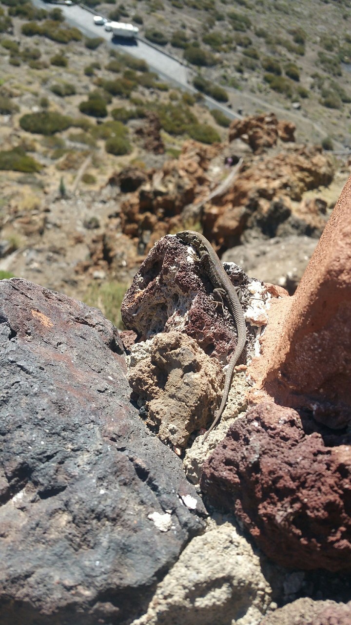A Lizard