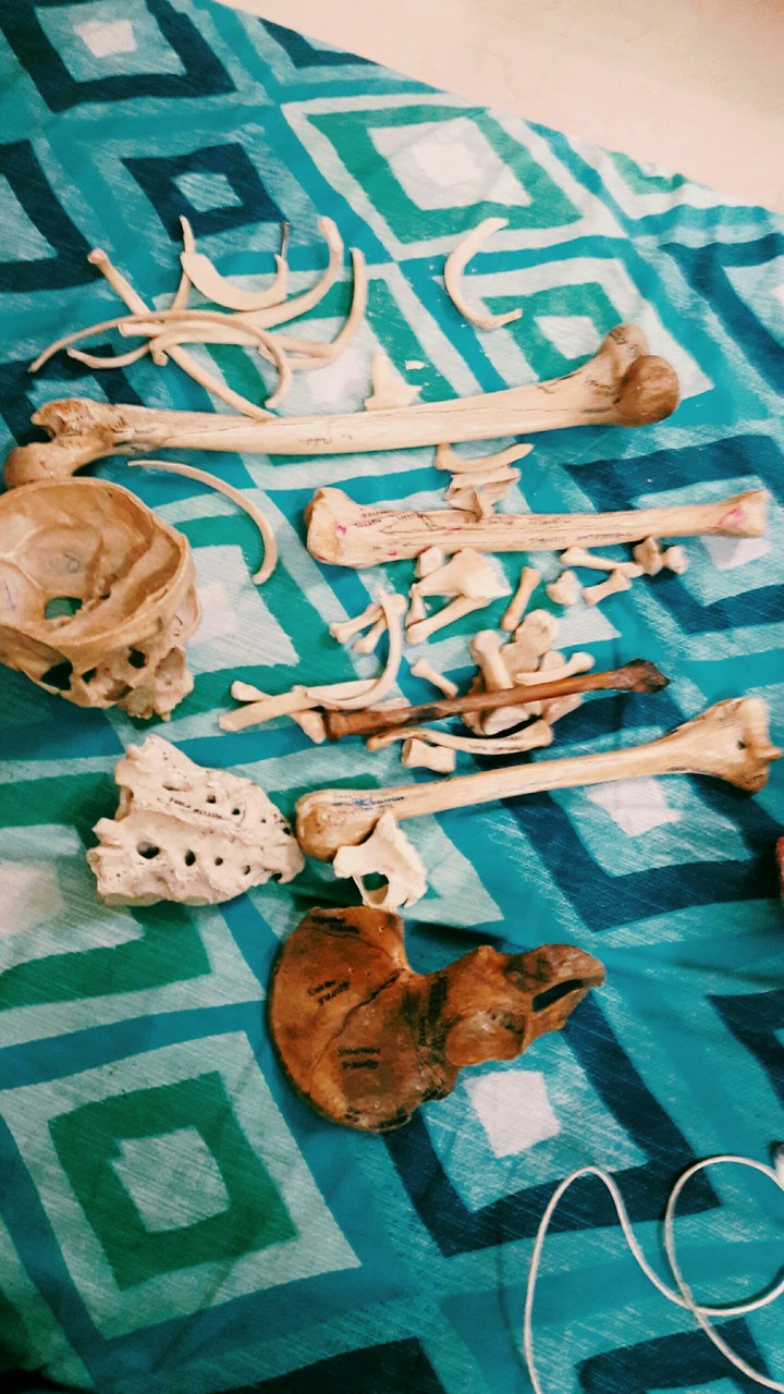 skeletalsystem
