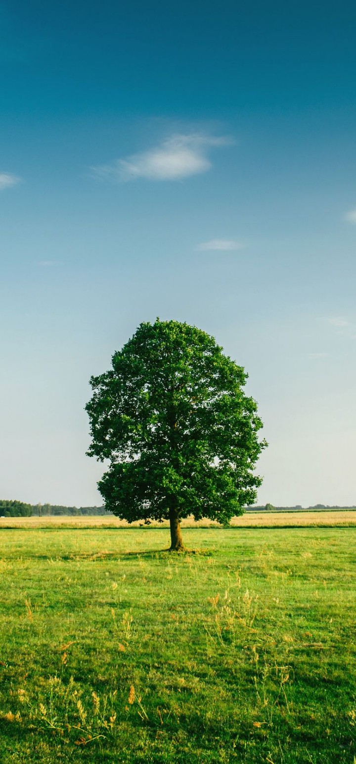 tree