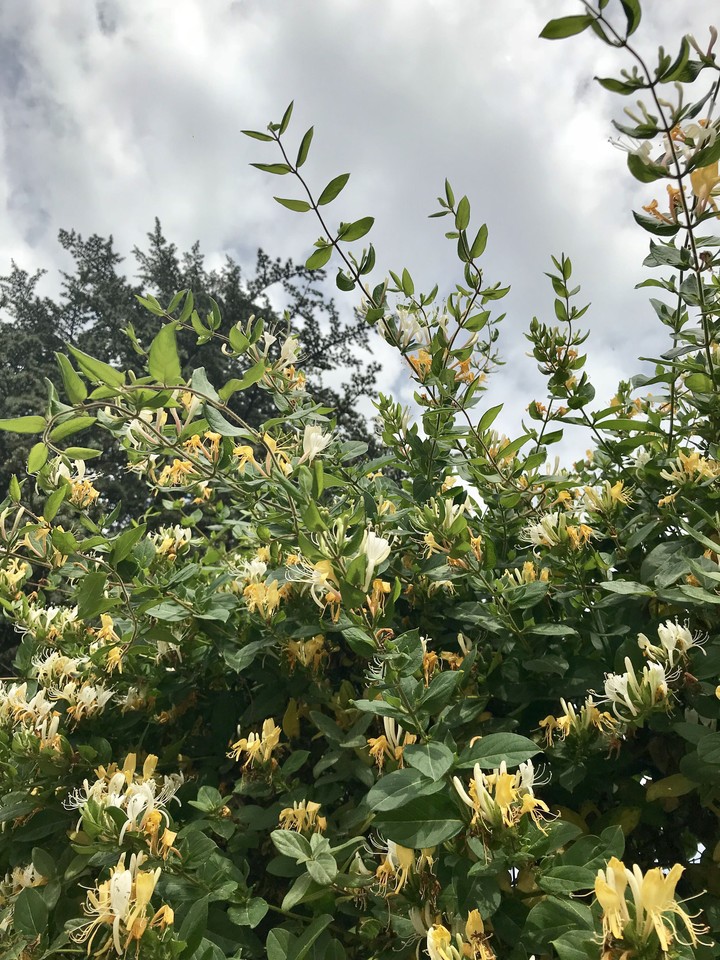 honeysuckle..