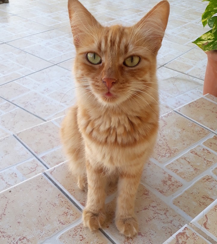 cat