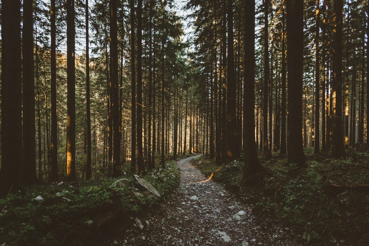 forest