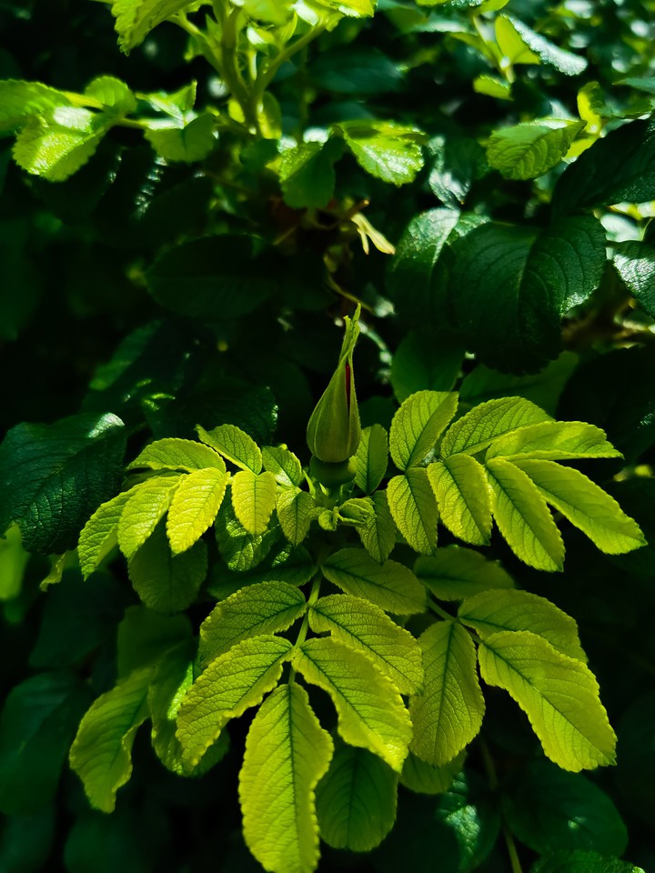 Plant