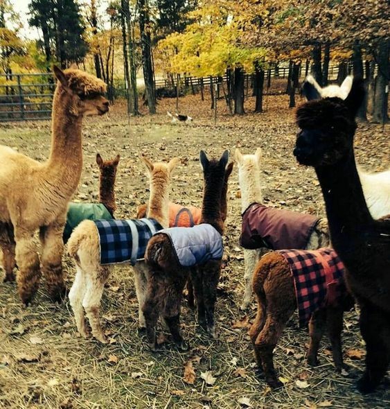 autumn llamas