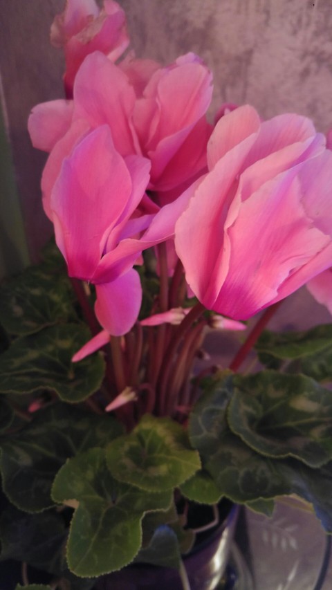 just pink