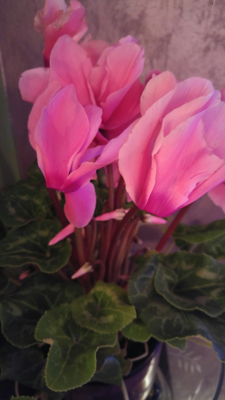 just pink