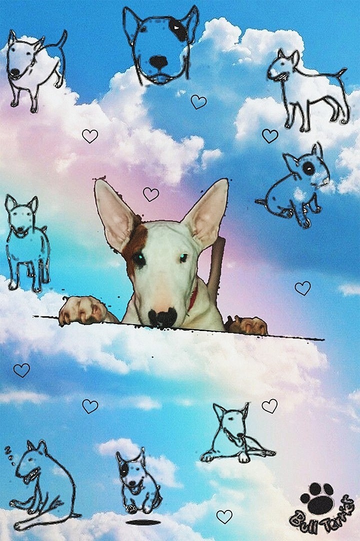 Bull Terrier