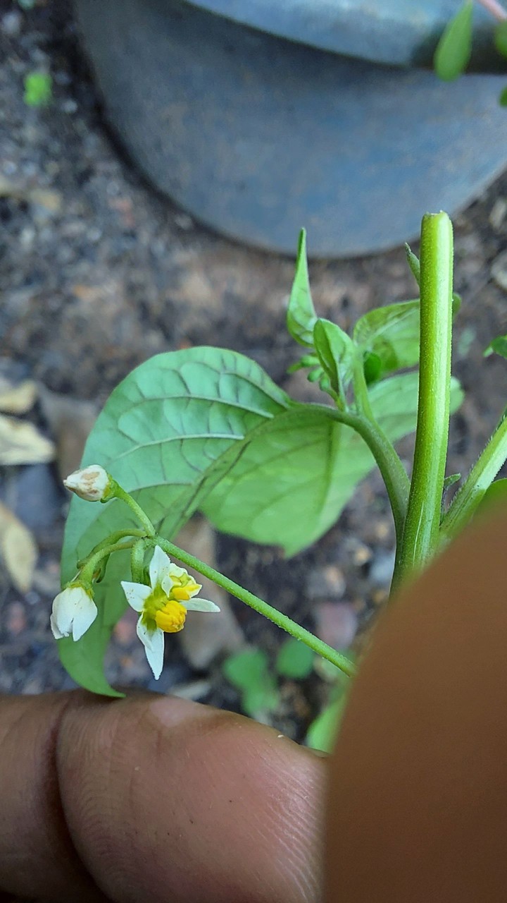 Tiny flower