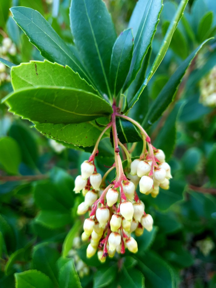natural,tree