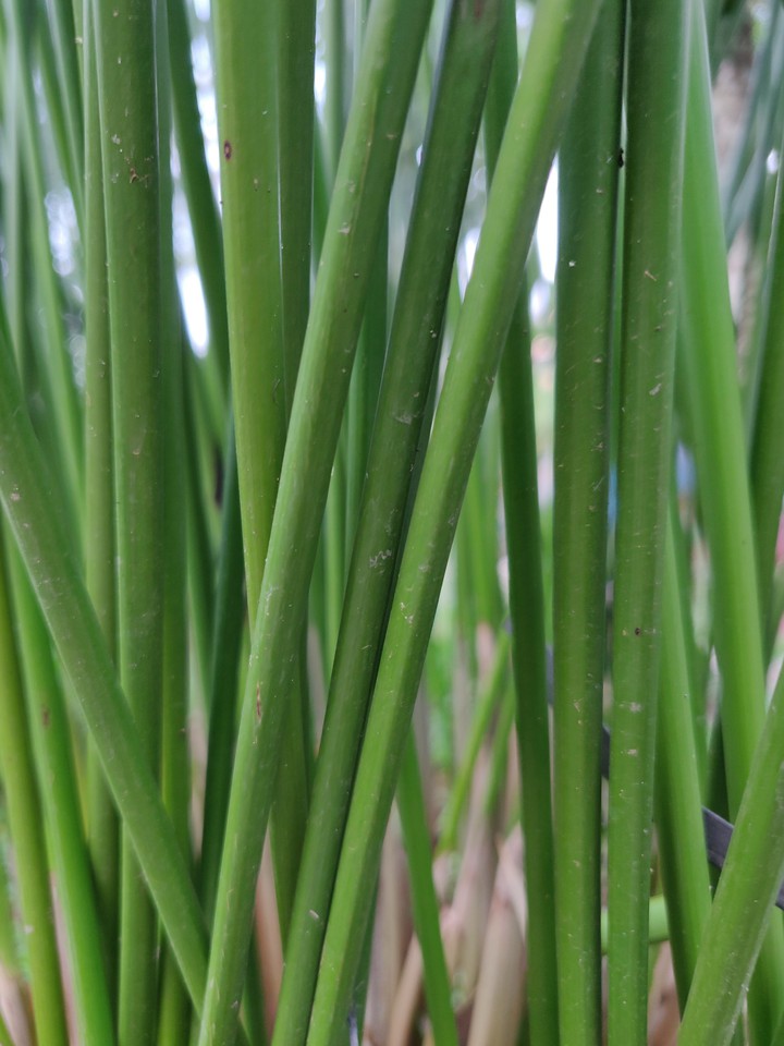 grass