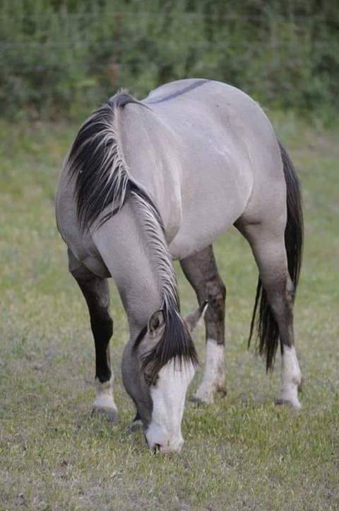 atlar