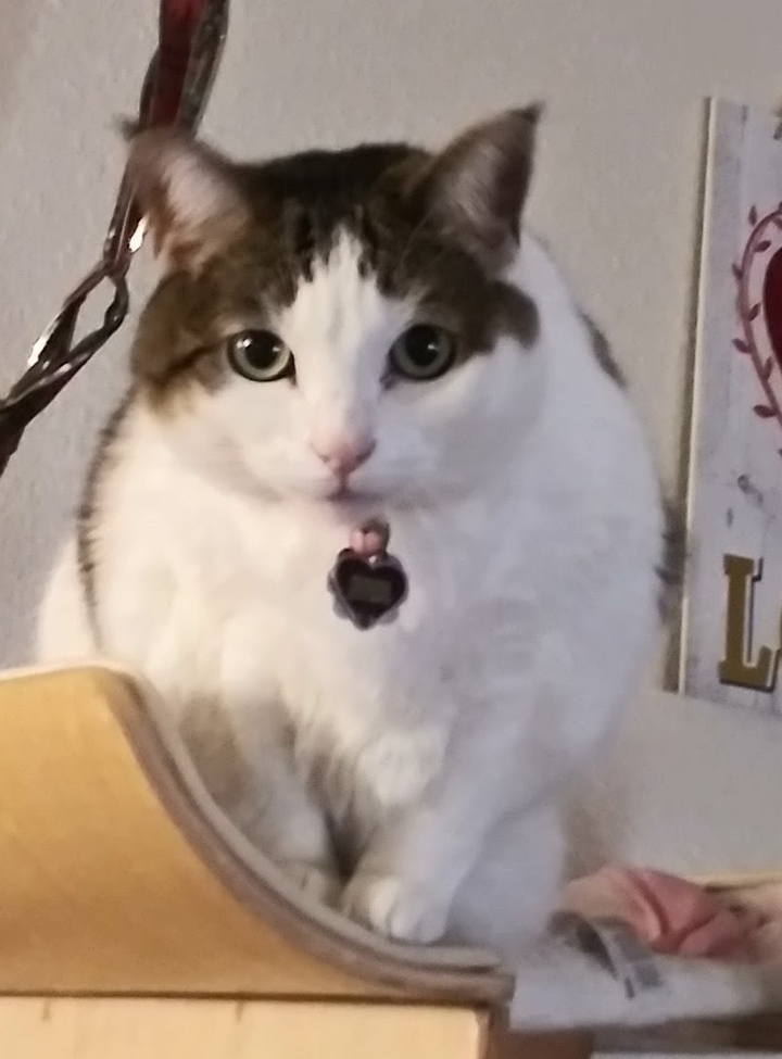MS SASSY PRINCESS