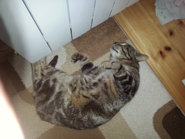 кот