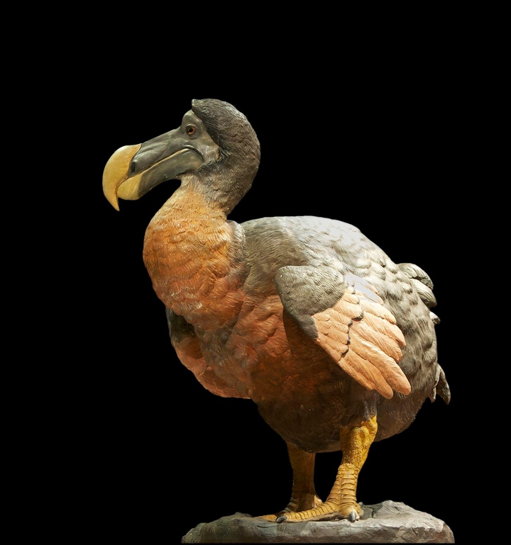 Raphus cucullatus