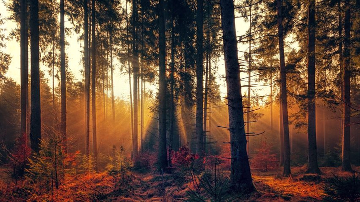 forest