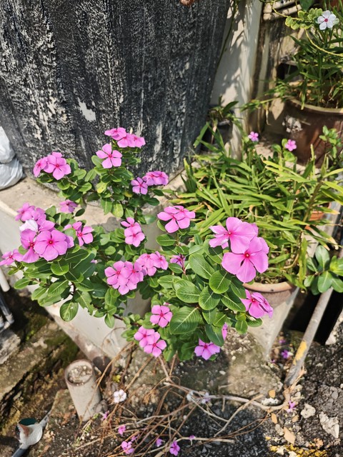 Malvales, Pedicel, Perennial_plant