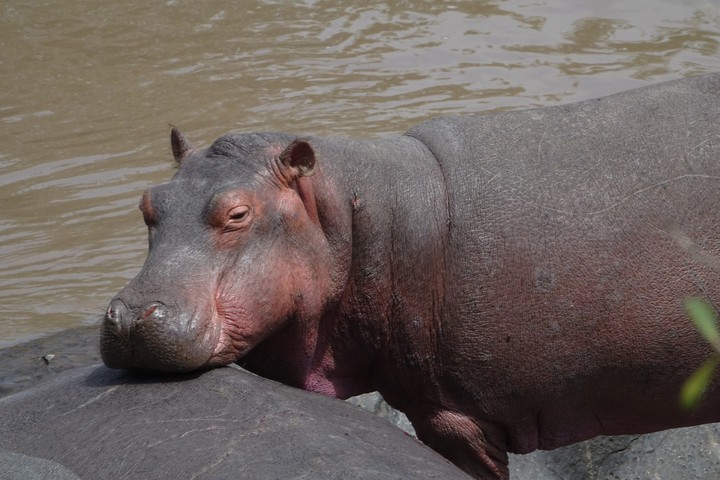 hippopotamus