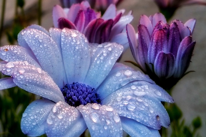 white daisy